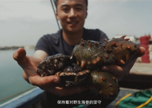 大钦岛海参真正的野生