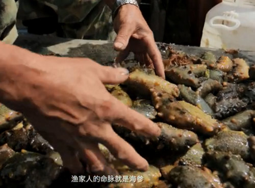 秋冬季，砣矶岛海参捕捞好时机