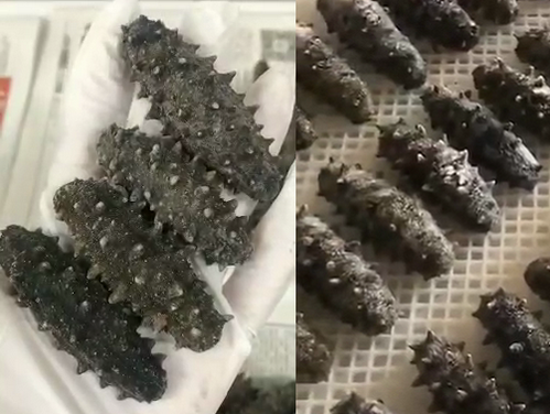 海参微胖界的高档海参～砣矶岛老头参