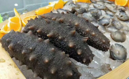 海参